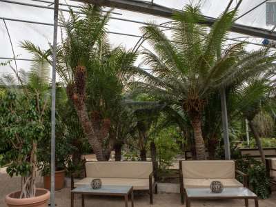 ...maestose cycas...